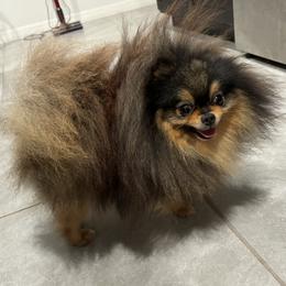 Crown - Pomeranian
