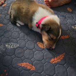 Big Pink - Sable female Collie puppy in Wykoff, Minnesota from Country Collies