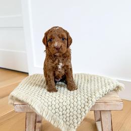 EVE - Red  female Goldendoodle puppy in Bell Buckle, Tennessee from Precious Puptown Doodles