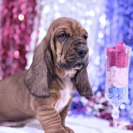 Noodle - Mahogany and white male Basset Hound puppy in Springfield, Missouri from Baylee’s Bassets