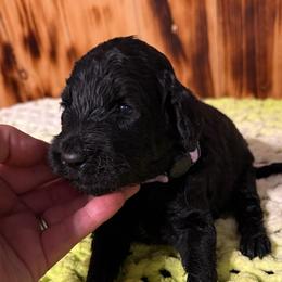Runner - Black male Sheepadoodle puppy in Chesapeake, Virginia from Doodle-Cove