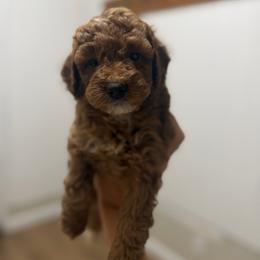 Girl 1 - Red female Labradoodle puppy in Shingle Springs, California from California Double Doodles