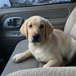 Cane Corso, Labrador Retrievers, and Poodles from Cmjkennels