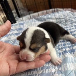 Pembroke Welsh Corgi Puppies from Rose Brier Pembroke Welsh Corgis
