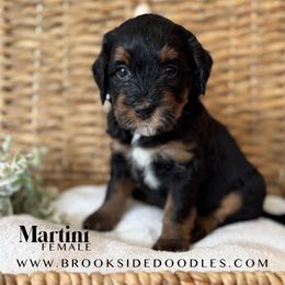 Martini - Phantom female Bernedoodle puppy in Murrieta, California from Brookside Bernedoodles