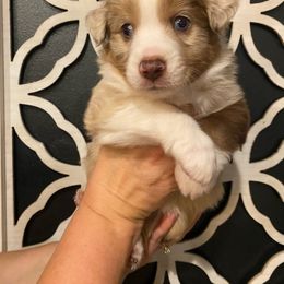 Genesis - Red merle female Miniature Australian Shepherd puppy in Marysville, Washington from Garay Mini Aussies