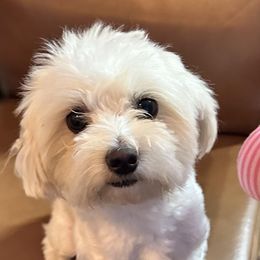 Maltese and Maltipoo All Grown Up from Cooley's Cuddle Pups