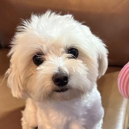 Maltese and Maltipoo All Grown Up from Cooley's Cuddle Pups