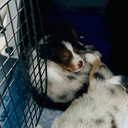 Miniature Australian Shepherd Puppies from Iris’ Island Oasis