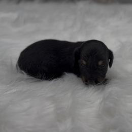 Black and Cream Smooth Longhair Boy - Black and cream male Dachshund puppy in Killeen, Texas from Southern Dachshunds