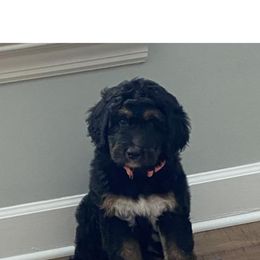 Ginny - Tri-color Bernedoodle puppy in Knoxville, Tennessee from Bright Side Doodles