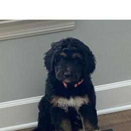 Ginny - Tri-color Bernedoodle puppy in Knoxville, Tennessee from Bright Side Doodles