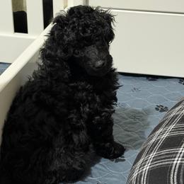AKC Sasha - Mint - Black female Poodle puppy in Baytown, Texas from Charlotte & Co. Miniature Poodles