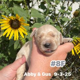 Number 8 Abby and Gus - Light golden female Golden Retriever puppy in Piedmont, Oklahoma from Sabrina's Golden Retrievers