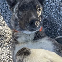 Anatolian Shepherd Dogs from Fox Fire Farm