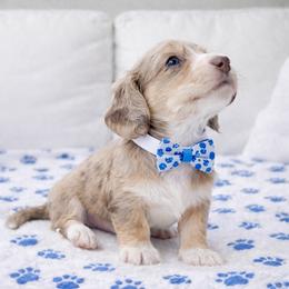 Mateo (Chocolate and cream dapple) (No breeding homes allowed) - Dapple male Dachshund puppy in Fayetteville, North Carolina from RRD