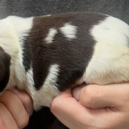 Solo girl 3 - Liver and white female Brittany puppy in Floyd Knobs, Indiana from Cross Creek Brittanys