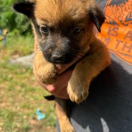 Kiara - Sable female Working Dog Cross puppy in Sheridan, Arkansas from Dark Sky Kennels