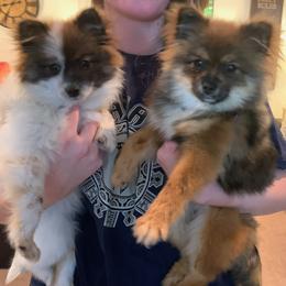 Pomeranians from Pomeranian Pride