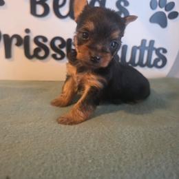 Genesis - Black and tan female Yorkshire Terrier puppy in Clermont, Florida from Bella's Prissy Butts