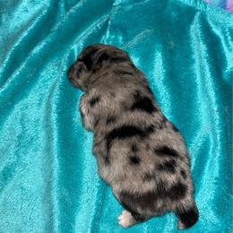 Molly - Blue merle female Pomeranian puppy in Zavalla, Texas from Precious Puff Poms