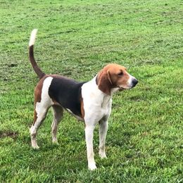 Zoe - Treeing Walker Coonhound