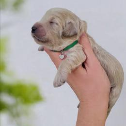 Green - Apricot male Goldendoodle puppy in Byron, Georgia from Southern Olive Doodles 🫒