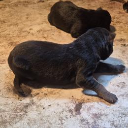 Boy 2 - Black and tan male German Shepherd puppy in Lake George, Colorado from High Country German Shepherds