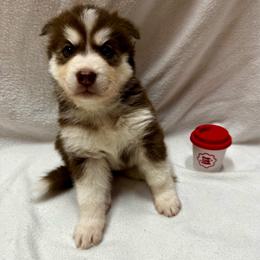Comet - Brown and white male Siberian Husky puppy in Columbus, Nebraska from Happy Howlin' Smokey Mountain Huskies