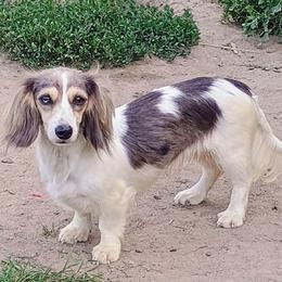 Babygirl - Dachshund