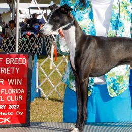 TJ - Italian Greyhound
