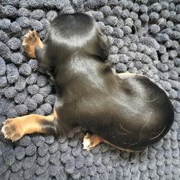 Fudge Brownie - Black and tan female Cavalier King Charles Spaniel puppy in Franklin, North Carolina from Cavaliers of the County Macon