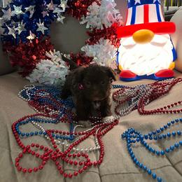 Dark pink collar - Chocolate female Havanese puppy in Crestview, Florida from Debbie’s Doggone Havanese Doghouse LLC