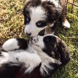 Australian Shepherd Puppies from Kingdom Dreams Australian Shepherds