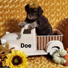Doe - Miniature Schnauzer puppy in Vernal, Utah from High Uinta Schnauzers