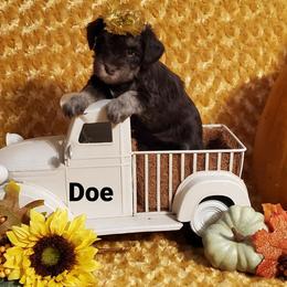 Doe - Miniature Schnauzer puppy in Vernal, Utah from High Uinta Schnauzers