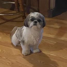 Shih Tzu Puppies from Grandma Ts Precious Puppies