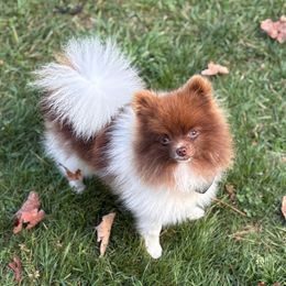 AKC Chocolate Parti Boy (REDUCED) - Chocolate parti male Pomeranian puppy in Douglas, Massachusetts from Country Oak Poms LLC