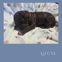 Girl 2 - Brown female Lagotto Romagnolo puppy in Salida, California from Harper's Lagotti