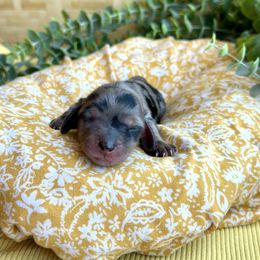 Lucy - Dapple female Dachshund puppy in California from Ranch Hand Weenies