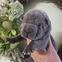 Girl 2 - Blue female Chinese Shar-Pei puppy in Four Oaks, North Carolina from DCSHARPEI