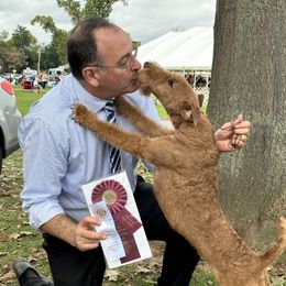 Zellar - Irish Terrier