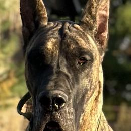 Auggie - Great Dane