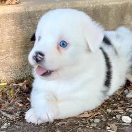 Bernadette: Freckles Merle Girl - Blue merle female Miniature Australian Shepherd puppy in Burkesville, Kentucky from Bline’s Awesome Aussies & Doxies at the Bline Family Farm