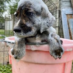 Mountain Cur Puppies from Walnut Ridge Mountain Curs