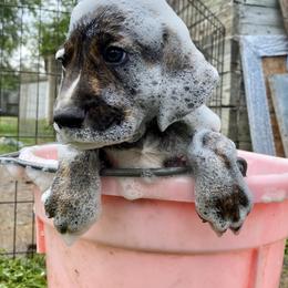 Mountain Cur Puppies from Walnut Ridge Mountain Curs