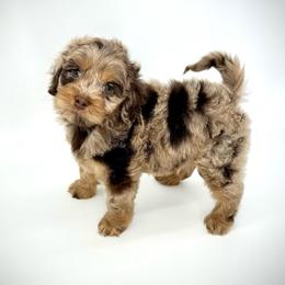 Bay - Merle male Cockapoo puppy in Danielsville, Georgia from Meg's Doodles and Poodles