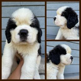 Briggs-Brown - Mahogany and white male Saint Bernard puppy in Ladysmith, Wisconsin from Northwoods Saint Bernards