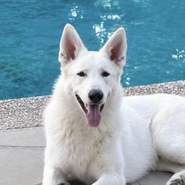 MAX - German Shepherd