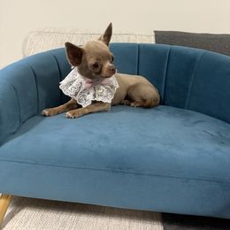 Tiny Naomi 5500 - Silver female Chihuahua puppy in Miami, Florida from Natalias Tiny Chihuahuas